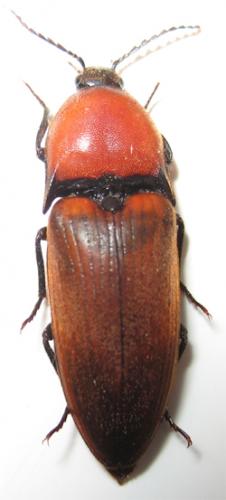 Elater ferrugineus