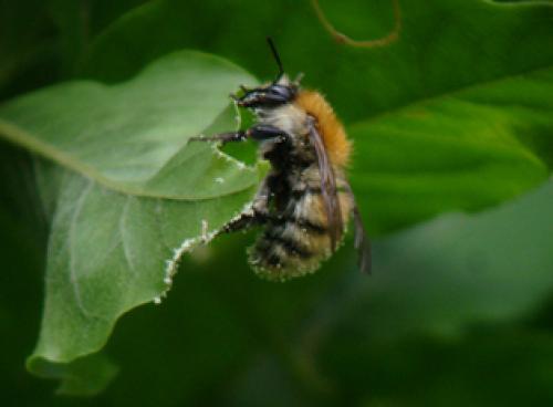 Bombus sp.