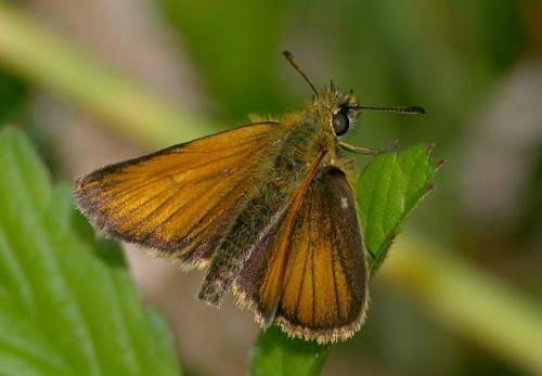 Réf. 21 987 : Thymelicus sp.