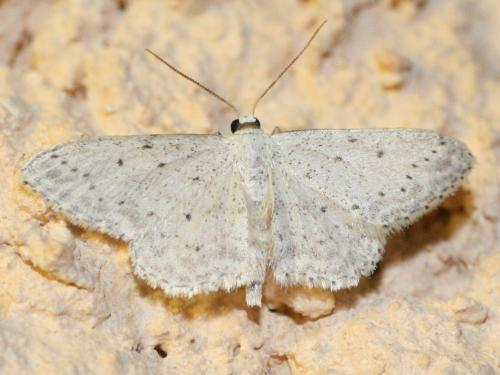 Idaea seriata