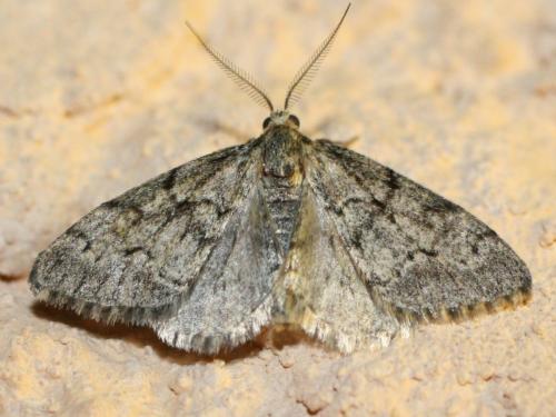 Tephronia sp.