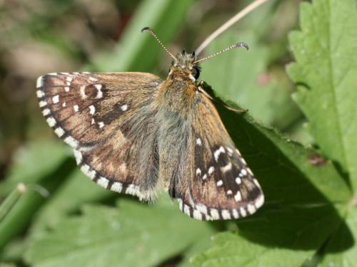 Pyrgus sp.