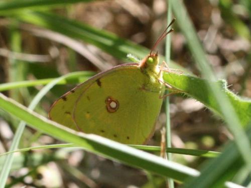 Colias sp.