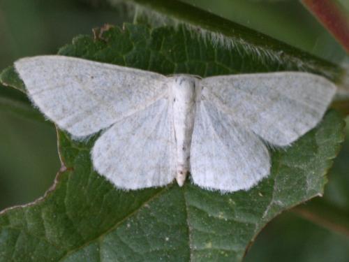 Scopula sp.