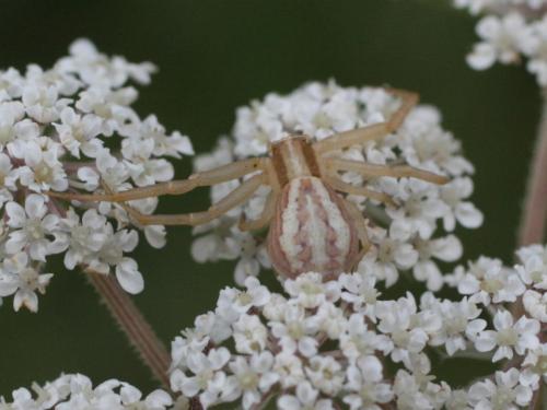 Réf. 21 514 : Runcinia grammica