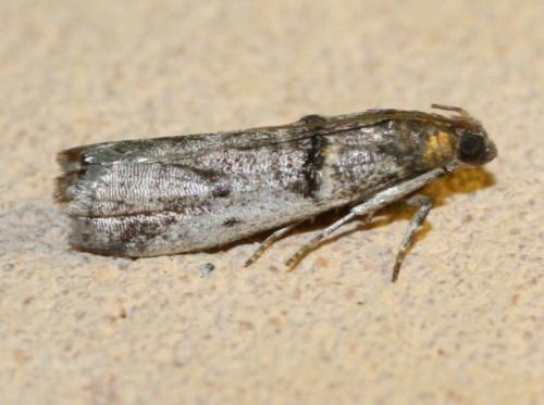 Réf. 21 547 : Pseudacrobasis tergestella