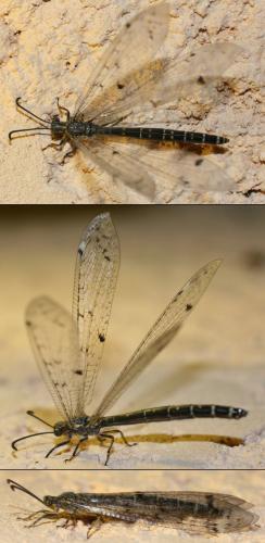 Distoleon tetragrammicus