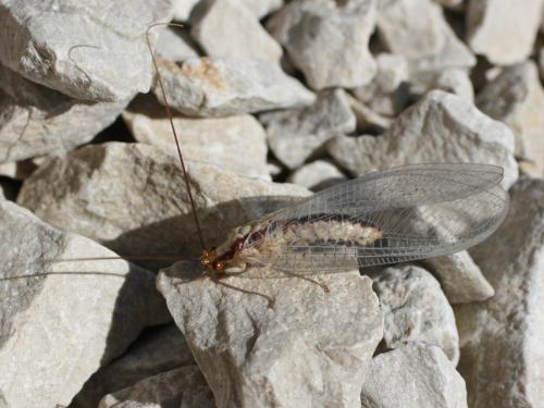 Italochrysa italica