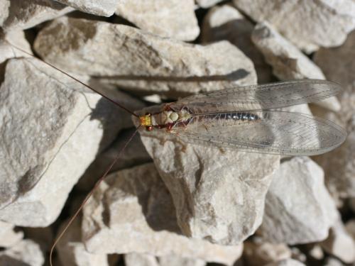 Italochrysa italica