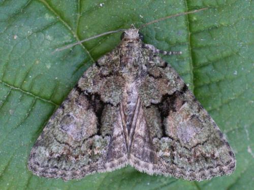 Cryphia sp.