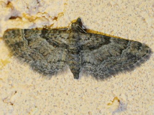 Eupithecia sp.