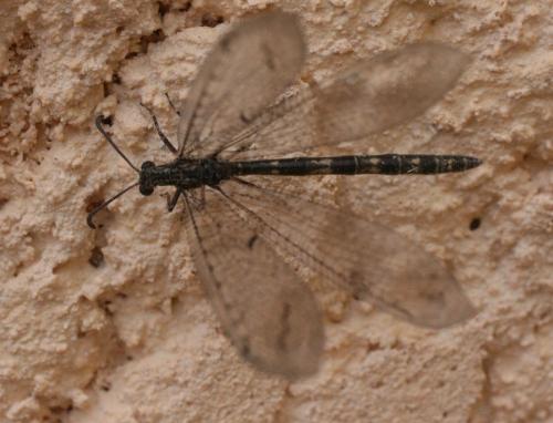 Neuroleon distichus