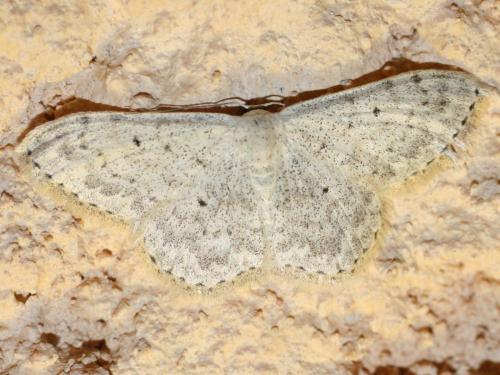 Réf. 21 965 : Scopula marginepunctata