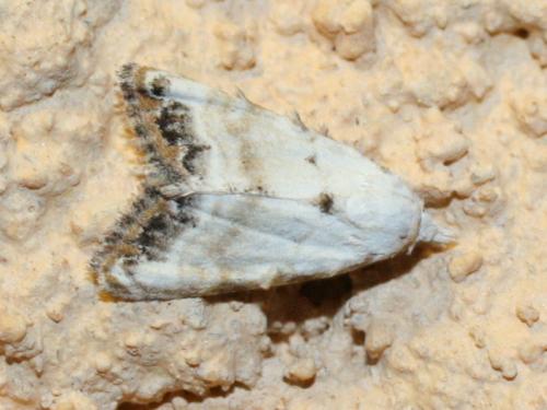 Réf. 21 970 : Nola chlamitulalis