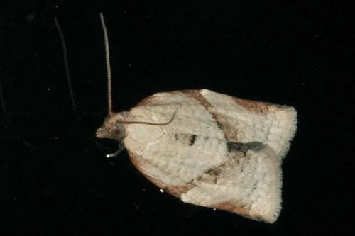 Clepsis consimilana