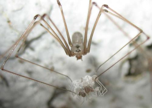 Réf. 21 538 : Pholcus phalangioides