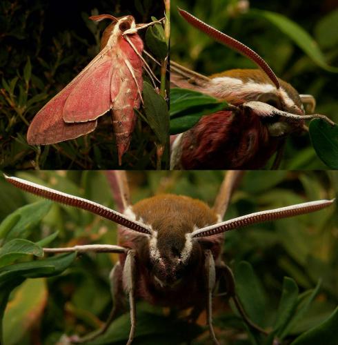 Hyles euphorbiae