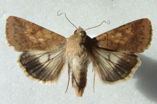 Helicoverpa armigera