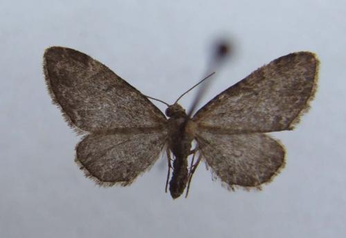 Réf. 21 529 : Eupithecia vulgata