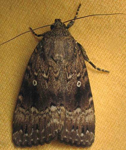 Amphipyra pyramidea