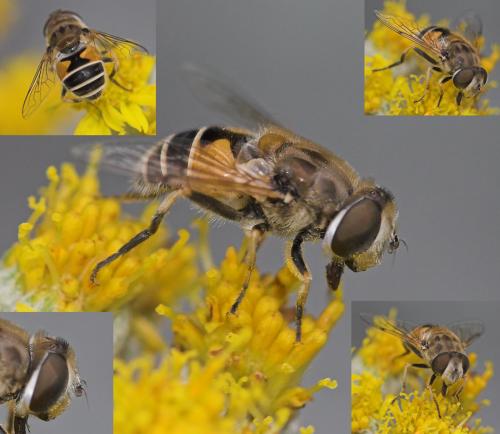 Réf. 21 028 : Eristalis arbustorum