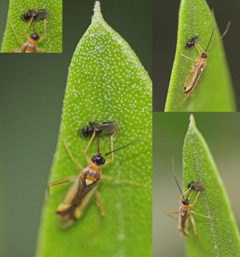 Campyloneura virgula
