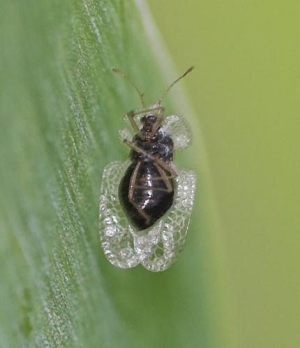 Corythucha ciliata