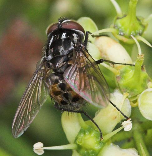 Réf. 21 077 : Graphomya maculata