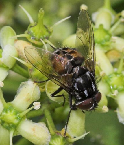 Réf. 21 078 : Graphomya maculata