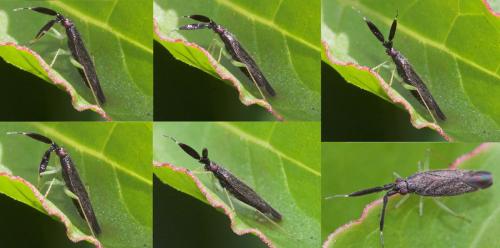 Heterotoma planicornis