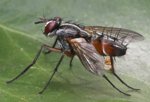 Réf. 21 141 : Mintho rufiventris