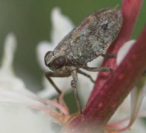 Issus coleoptratus