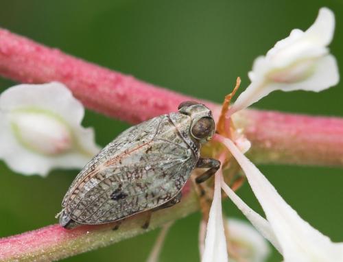 Issus coleoptratus