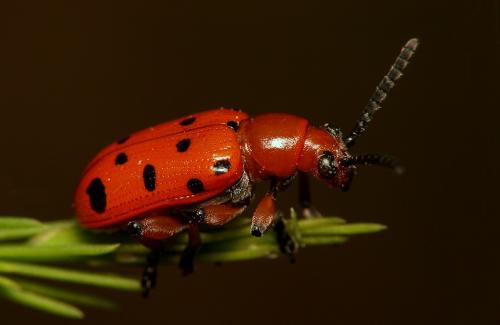 Réf. 21 564 : Crioceris duodecimpunctata