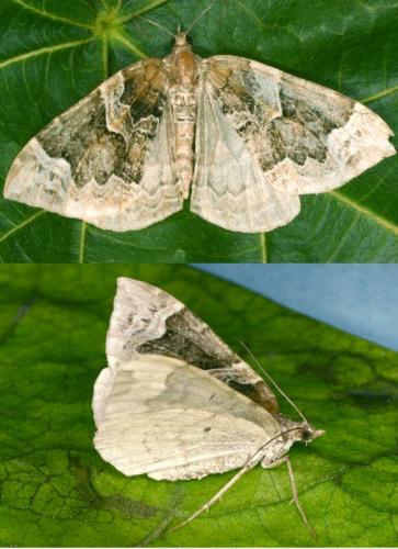 Réf. 21 043 : Eulithis prunata
