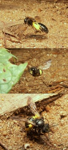 Andrena sp.