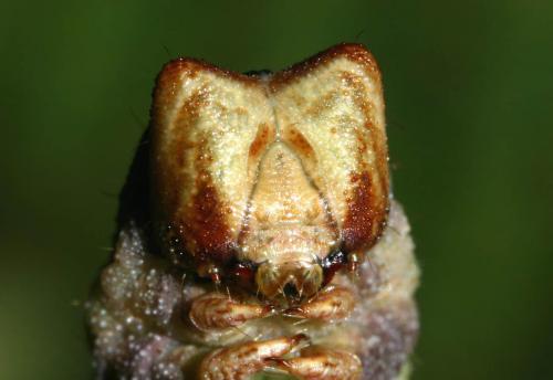 Biston betularia