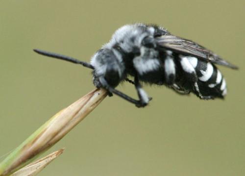 Réf. 21 835 : Thyreus sp.
