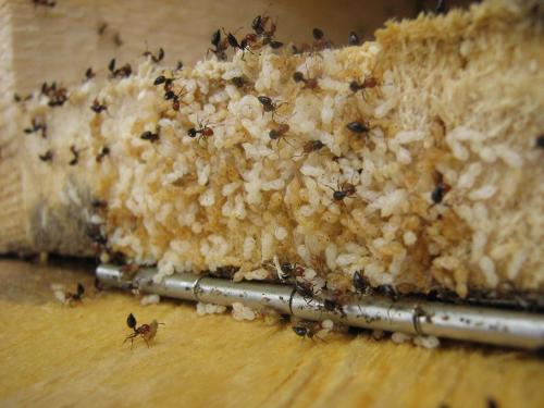 Réf. 21 308 : Crematogaster sp.