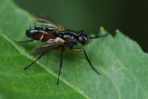 Réf. 21 277 : Mintho rufiventris