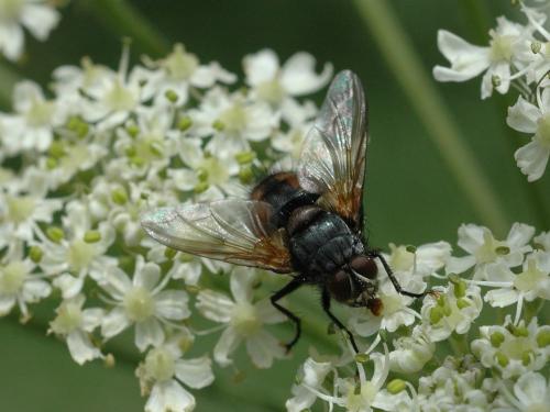 Réf. 21 000 : Nemoraea pellucida