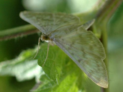 Pleuroptya ruralis