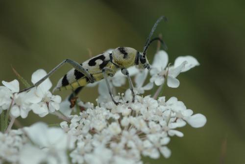Réf. 21 108 : Chlorophorus varius