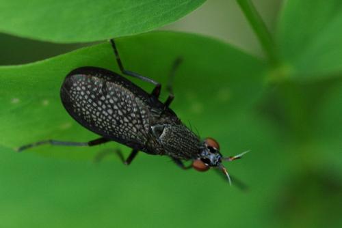 Réf. 21 142 : Coremacera marginata