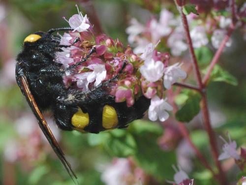 Réf. 21 225 : Megascolia maculata
