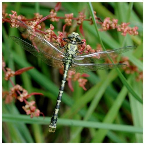 Onychogomphus forcipatus