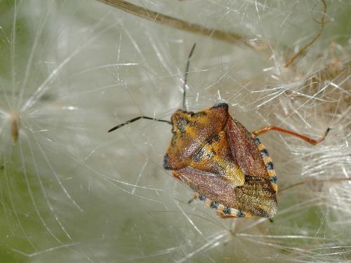 Carpocoris purpureipennis