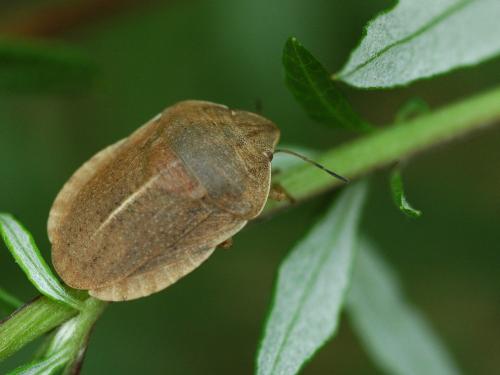 Réf. 21 582 : Eurygaster austriaca
