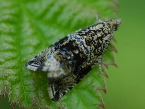 Celypha lacunana