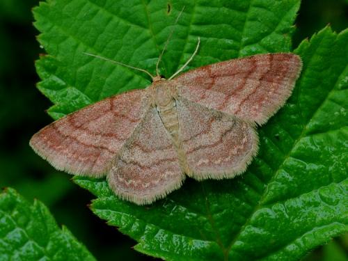 Réf. 21 506 : Scopula rubiginata